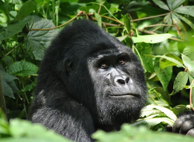 Mountain Gorilla