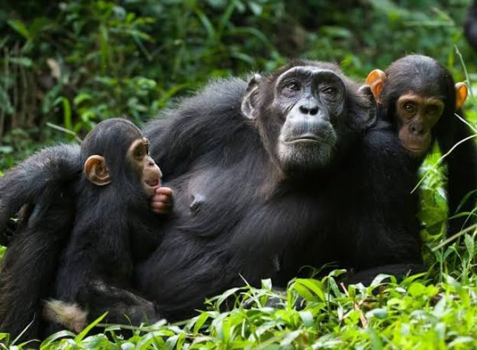 Chimpanzee-tracking-Kibaale